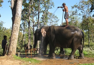 Dak Lak : renforcement de la protection des éléphants du Vietnam